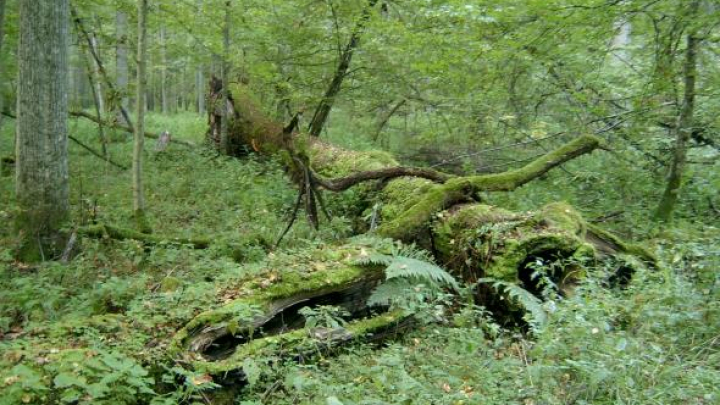 O insectă periculoasă pentru întreaga Europă. Se bagă sub scoarța copacului și distruge păduri vechi de sute de ani (FOTO)