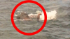 Aventură mai puțin obișnuită. Un elefant a înotat în mare 16 km și a fost salvat în ultima clipă (VIDEO)