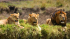Trei lei au fost împușcați mortal după ce au evadat dintr-un parc național