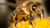 Remedii naturale: Cum poţi trata acasă înţepăturile de albină