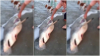 Au tăiat burta unui rechin mort pentru că mișca ceva înăuntru. Când au văzut ce era acolo.... (VIDEO)