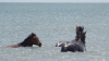 Imagini spectaculoase. Caii sălbatici se răcoresc în Marea Neagră (VIDEO)