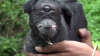 Incredibil! O capră cu chip de demon a înspăimântat locuitorii unui sătuc din sudul Argentinei