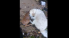 EMOŢIONANT. Un câine s-a aruncat în apa oceanului pentru a salva un pui de căprioară (VIDEO VIRAL)