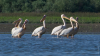 Raiul păsărilor se află în sudul Moldovei. În fiecare an, mii de pelicani invadează lacurile din sudul țării