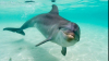 Experiment: Un neurolog faimos a drogat delfini. Care au fost scopul şi urmările ''studiului''