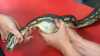 A găsit un șarpe cu o umflătură ciudată. L-a dus la veterinar, iar când au văzut ce era.. (VIDEO)