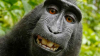 SCANDALOS! Un fotograf și o maimuță se judecă de doi ani pentru drepturile de autor asupra unor selfie-uri