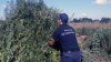 Circa 2.000 de fire de cânepă au fost descoperite şi nimicite de poliţişti de frontieră (FOTO)