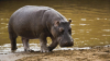 CAZ ȘOCANT! Un chinez, omorât de un hipopotam în timp ce se afla în vacanță