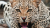 Tragedie! O fetiță de 13 ani, omorâtă de un leopard. Animalul a târât-o 100 de metri de casa sa spre o fermă