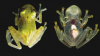 UIMITOR! Cercetătorii au descoperit o specie de broască cu inima la vedere 