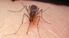 Studiu: Țânțarii ar putea fi folosiți pentru rezolvarea crimelor