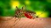 Aproape 300 de oameni au murit în Sri Lanka, în cea mai mare epidemie de febră dengue din istoria țării