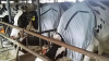 Inovație pentru vacile din Japonia. Acestea nu mai suferă din cauza caniculei