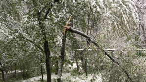 Lemne gratis! Autoritățile îndeamnă cetățenii să vină după crengile depozitate în urma intemperiilor din aprilie