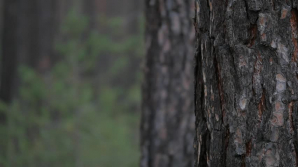 O adolescentă de 14 ani găsită după ce a stat șapte zile singură în taiga