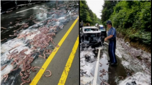 Imagini rupte parcă din scenele de groază. Mii de creaturi se zvârcolesc pe şosele (GALERIE FOTO)