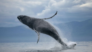 MOMENTE DE GROAZĂ pentru o familie. O balenă, la doar un metru de barca în care se aflau cel puțin 5 oameni