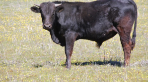 DETALII DE COŞMAR în cazul celor doi soţi UCIŞI DE BOU. Vecinii au privit neputincioși TRAGEDIA