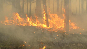 Italia şi Rusia, pârjolite de incendii de pădure. Sute de pompieri luptă cu flăcările uriaşe