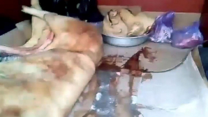 Te ia groaza! În ce condiţii este transportată carnea de porc de la Piaţa Centrală (VIDEO)