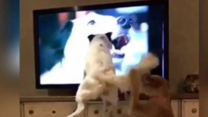 REACŢIA HAIOASĂ a doi căţei: Ce fac atunci când îşi văd stăpâna la televizor (VIDEO)