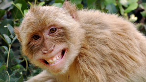 O maimuță a lăsat un oraș întreg fără curent electric