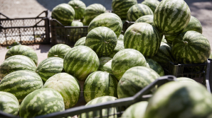 Pepenii roşii LA CONTROL! Cei din Piaţa Centrală sunt PLINI DE NITRAŢI (VIDEO)