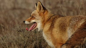 Studiu: Speciile de animale cu sânge cald au apărut mai devreme decât se credea