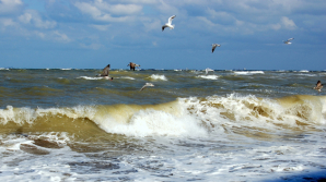 Ce animal este acesta? A ieșit din apă și a murit pe plajă. Turiștii, șocați (FOTO)