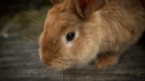 Un iepure a devenit FAIMOS pentru că mănâncă o legumă care te faci să plângi doar dacă o priveşti (VIDEO VIRAL)