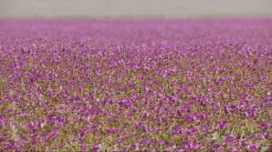 FANTASTIC! Explozie de culoare în cea mai aridă zonă de pe glob (VIDEO)