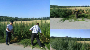 MAC 2017: Fâşii imense de cânepă sălbatică depistate şi nimicite de poliţişti (VIDEO)