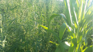 Cânepa crește nestingherit în gospodăriile din sectorul Râșcani al Capitalei. Ce au descoperit polițiștii