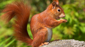 San Diego: Peste 45 de mii de oameni au rămas fără lumină din cauza unei veverițe