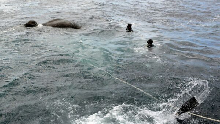 Gest impresionant! Marina din Sri Lanka a salvat un elefant ajuns în mijlocul mării