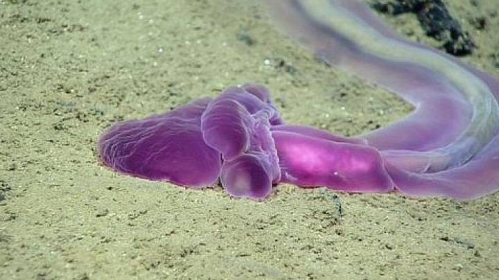 Top 10 creaturi bizare din adâncul mărilor (FOTO)