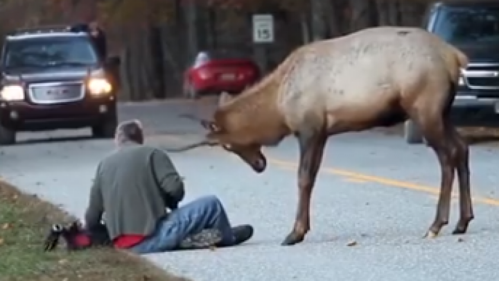 A văzut un elan pe marginea drumului, a oprit să facă o poză. Cum s-a comportat animalul (VIDEO)