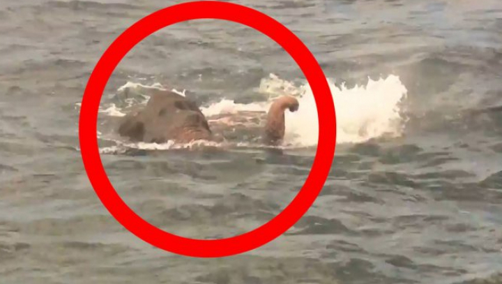 Aventură mai puțin obișnuită. Un elefant a înotat în mare 16 km și a fost salvat în ultima clipă (VIDEO)