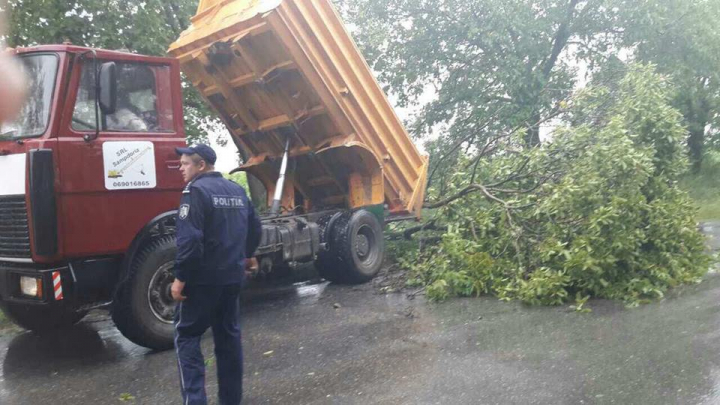 Ploile și vântul puternic au rupt copacii în regiunea de nord a țării (FOTO)