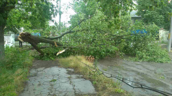 Ploile și vântul puternic au rupt copacii în regiunea de nord a țării (FOTO)