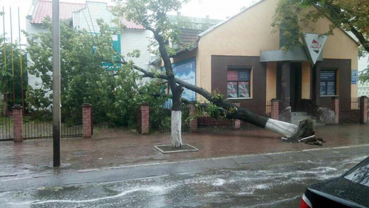 Ploile și vântul puternic au rupt copacii în regiunea de nord a țării (FOTO)