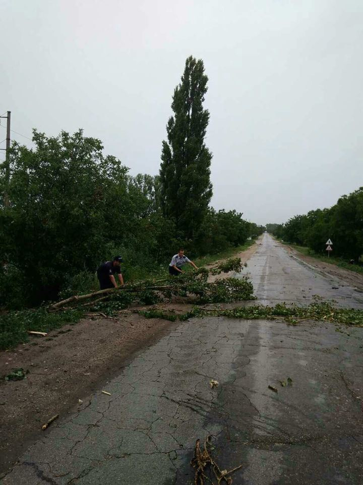 Ploile și vântul puternic au rupt copacii în regiunea de nord a țării (FOTO)