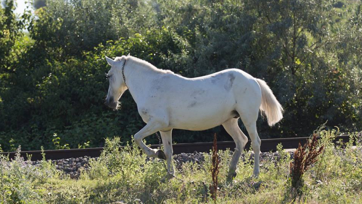 Cruzime fără margini faţă de animale. Un cal, găsit îngropat în Capitală