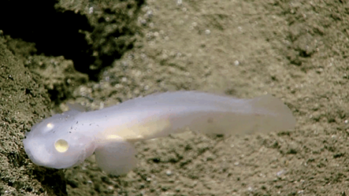 Top 10 creaturi bizare din adâncul mărilor (FOTO)