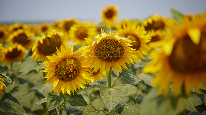 METEO. Meteorologii anunţă vreme frumoasă în toată ţara. Câte grade vor indica termometrele