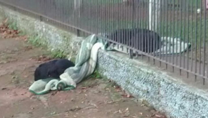 Și-a văzut câinele scoțând o pătură în curte. Când s-a apropiat A PLÂNS