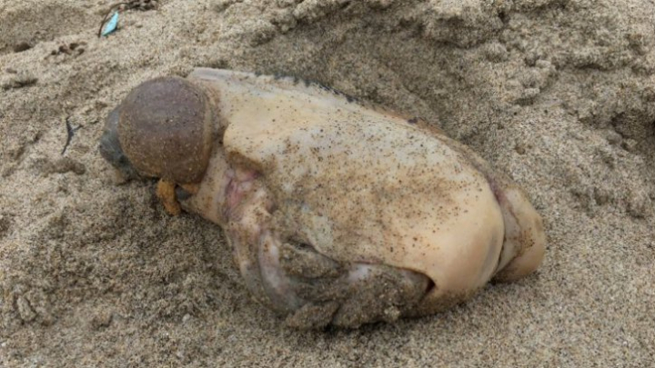 Ce animal este acesta? A ieșit din apă și a murit pe plajă. Turiștii, șocați (FOTO)