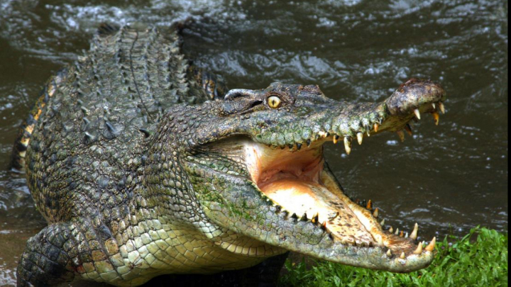 IMAGINI EMOŢIONANTE! Cum și-a apărat un câine viteaz stăpânii de atacul unui crocodil (VIDEO)